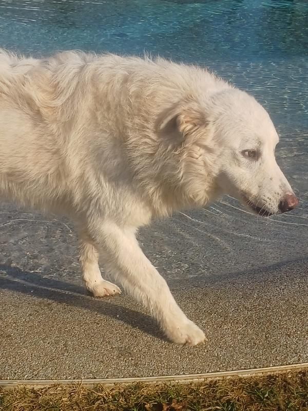 SNIPPER carattere da pastore maremmano (settembre ‘22) Foto 6